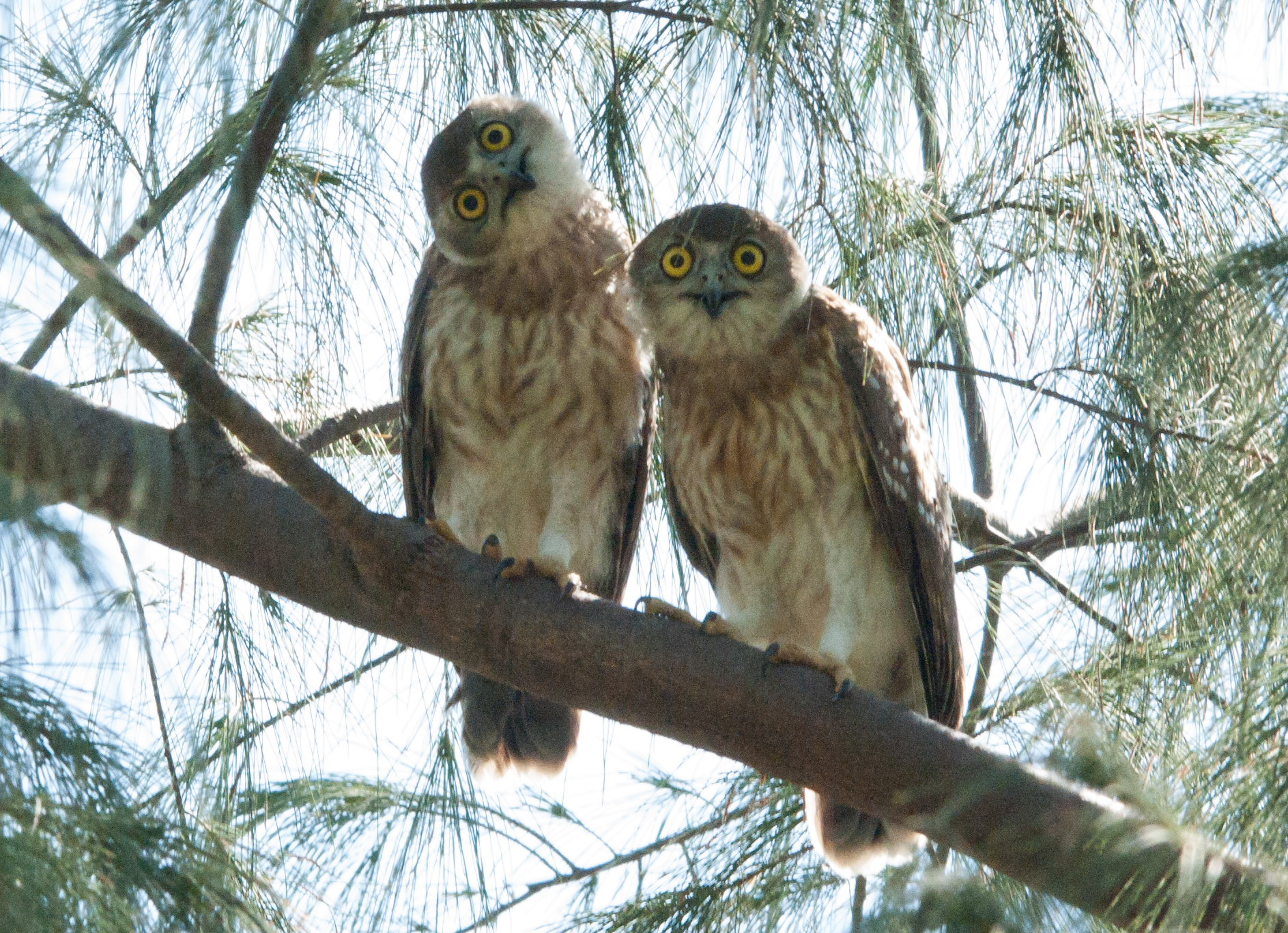 Who's looking at who?! Juvenile Barking Owls, photo taken by Helen Robinson at the Nightcliff foreshore